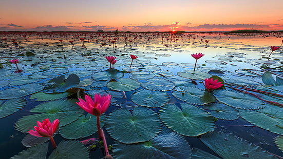 ทะเลสาบบัวดอกบัวสีชมพูใบไม้สีเขียวพระอาทิตย์ตกอุดรธานีทะเลบัวแดงวอลเปเปอร์ HD 3840 × 2160, วอลล์เปเปอร์ HD HD wallpaper