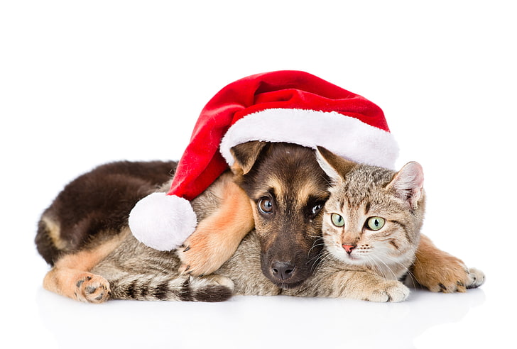 แมว, สุนัข, ปีใหม่, คริสต์มาส, 2018, สุขสันต์วันคริสต์มาส, คริสต์มาส, ตลก, น่ารัก, การตกแต่ง, หมวกซานต้า, สัญลักษณ์ 2018, วอลล์เปเปอร์ HD