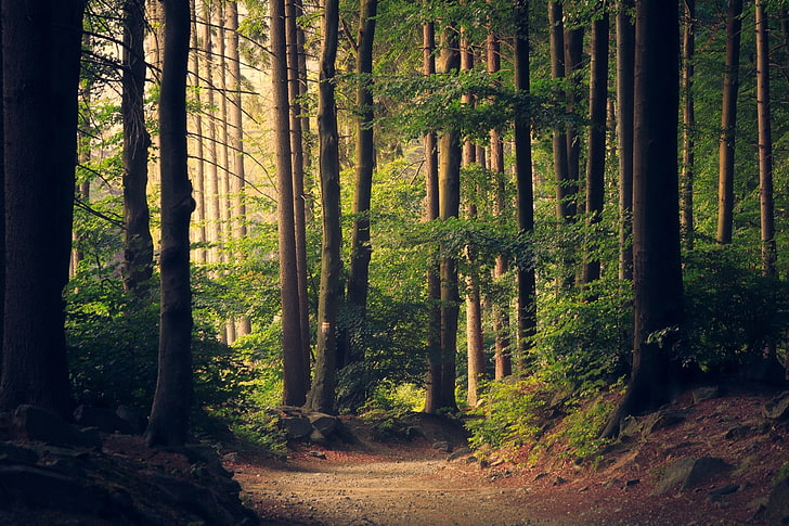 trees, forest, path, HD wallpaper