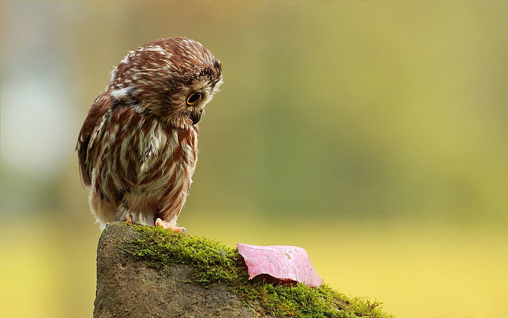 brown owl, owl, little, species, leaf, autumn, stone, moss, HD wallpaper