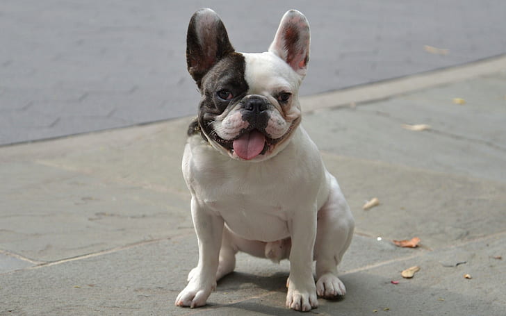 Bulldog di Francia, piccolo cane pelo corto bianco e nero, bulldog di Francia, animali, s, hd, Sfondo HD