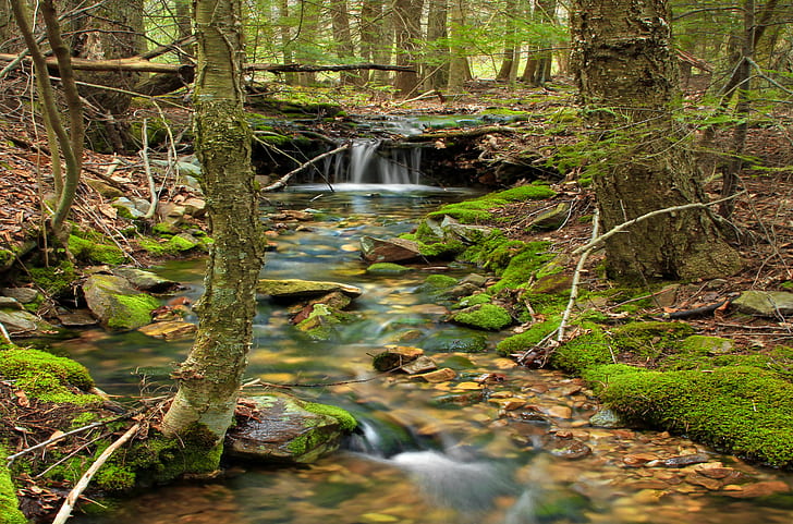 trees near in river timelapse photp, Cherry Run, Headwaters, trees, river, timelapse, Pennsylvania, Clinton County, Bald Eagle State Forest, Mountain, Mount, Mt, Penny Hill, Hill  Cherry, creek, stream, cascades  waterfall, rocks, moss, forest, coniferous, eastern hemlocks, Tsuga canadensis, birches, sweet, black, Betula lenta, spring, creative commons, nature, waterfall, tree, leaf, water, freshness, outdoors, scenics, tropical Rainforest, landscape, green Color, beauty In Nature, rock - Object, plant, HD wallpaper