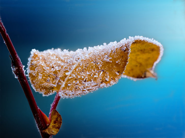 brown leaf with snowflakes, leaf, macro, frost, branch, HD wallpaper