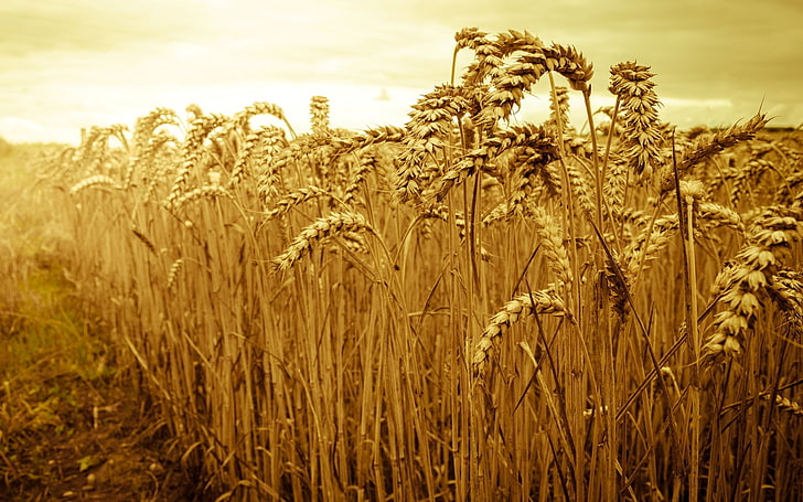 wheat field, wheat, field, the sky, the sun, macro, nature, background, widescreen, Wallpaper, rye, spikelets, beautiful, ears, spike, full screen, HD wallpapers, fullscreen, HD wallpaper