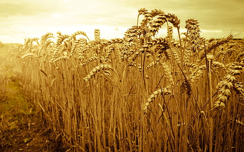 wheat field, wheat, field, the sky, the sun, macro, nature, background, widescreen, Wallpaper, rye, spikelets, beautiful, ears, spike, full screen, HD wallpapers, fullscreen, HD wallpaper HD wallpaper