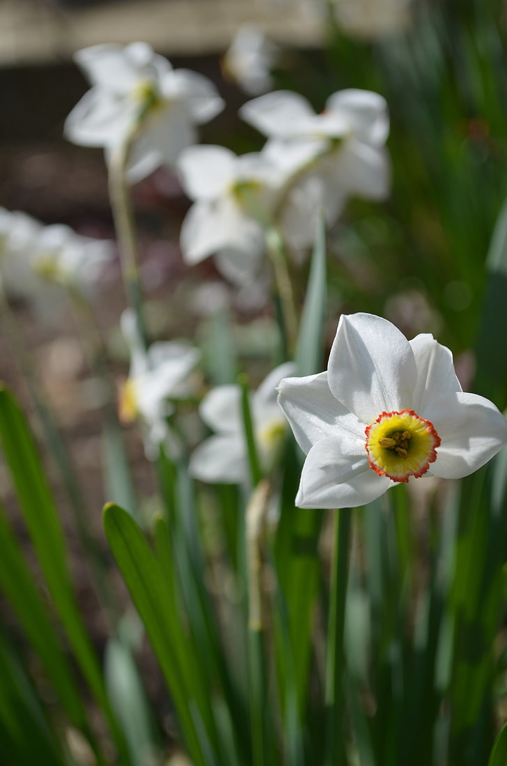 white and yellow daffodil flower, nature, green, flowers, grass, daffodils, HD wallpaper
