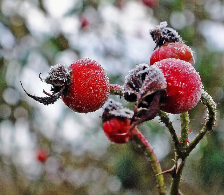 red froze petaled flower, Frosty, morning, red, froze, flower, rose hip, winter, Chesterfield, Derbyshire, cold, plant, bokeh, nature, branch, close-up, berry Fruit, season, HD wallpaper