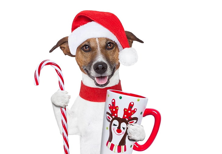 Merry Christmas!, red, candy, craciun, christmas, caine, animal, hat, cute, santa, jack russell terrier, crad, cup, funny, white, dog, HD wallpaper