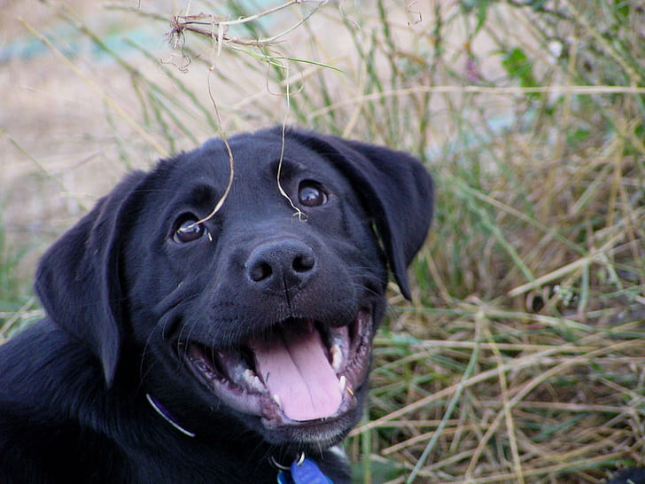 Atarah รอยยิ้มรอยยิ้มลูกสุนัขความสุขสัตว์, วอลล์เปเปอร์ HD