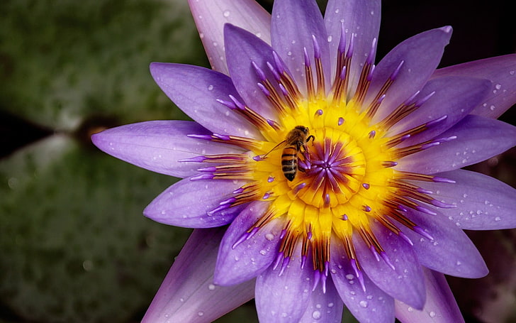 紫と黄色の花びらの花、自然、花、蜂、植物、昆虫、 HDデスクトップの壁紙