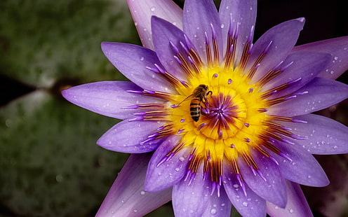 紫と黄色の花びらの花、自然、花、蜂、植物、昆虫、 HDデスクトップの壁紙 HD wallpaper