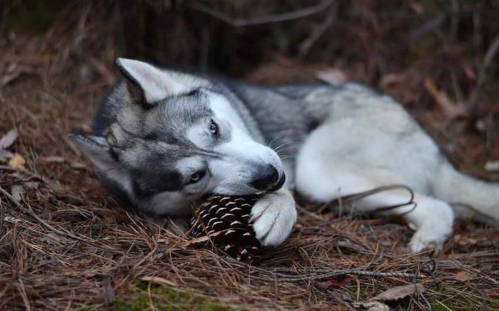 yetişkin Sibirya Husky çam kozalağı meyve, Sibirya Husky ısırma, köpek, oynama, hayvanlar, HD masaüstü duvar kağıdı