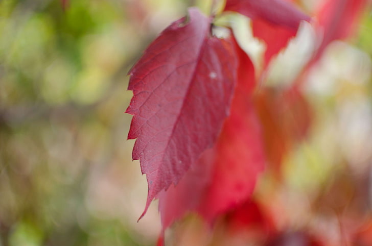 autumn, bokeh, fall, leaf, read, HD wallpaper
