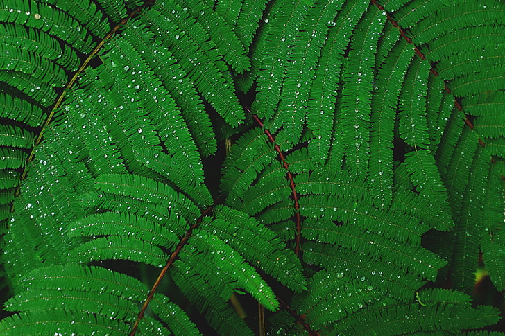 green leafed plants, plant, drops, leaves, HD wallpaper