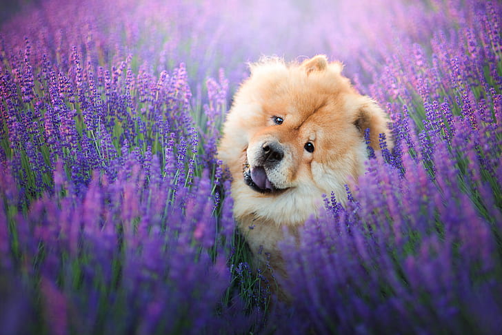 犬、チャウチャウ、犬、花、ラベンダー、ペット、紫色の花、 HDデスクトップの壁紙
