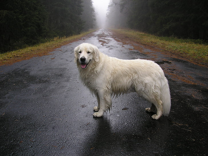adulto grandes Pirineus, cachorro, estrada, umidade, espera, HD papel de parede