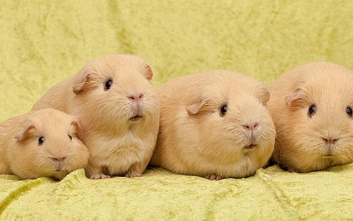 four brown guinea pigs, guinea pigs, many, sit, HD wallpaper HD wallpaper