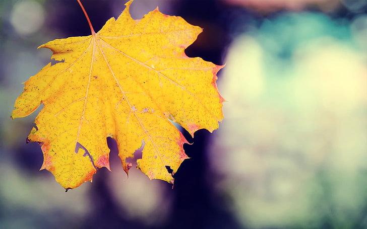yellow maple leaf in close-up photography, maple leaves, HD wallpaper