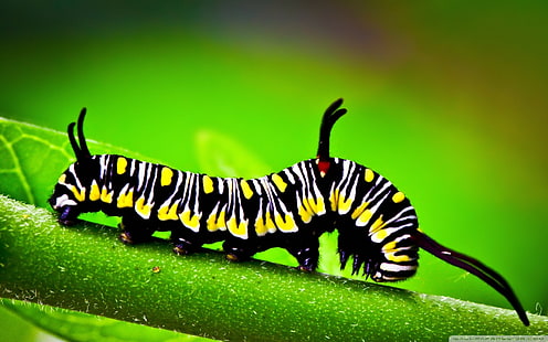 Natur, Insekt, Tiere, HD-Hintergrundbild HD wallpaper