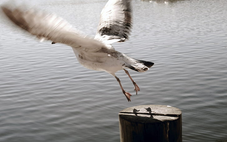 Seagull Bird Ocean Motion Blur HD, white goose, animals, ocean, blur, motion, bird, seagull, HD wallpaper