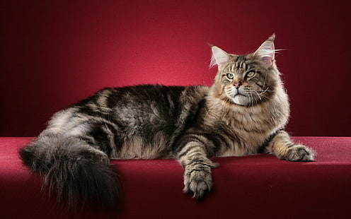 животные, кот, красный фон, мейн кун, HD обои HD wallpaper