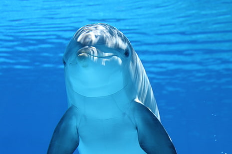 dauphin blanc, dauphin, sous l'eau, mammifère, Fond d'écran HD HD wallpaper