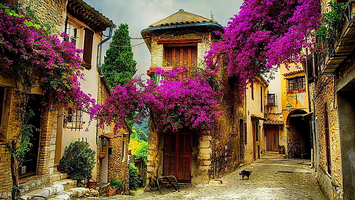 town, gassin, medieval architecture, village, facade, cagnes-sur-mer, plant, home, historic, house, european, flower, blossom, bougainvillea, europe, street, france, provence, architecture, HD wallpaper