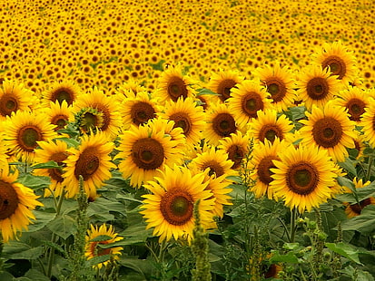 عباد الشمس HD والزهور وعباد الشمس، خلفية HD HD wallpaper