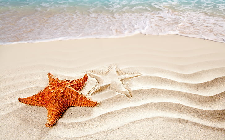Plaża, piasek, fale surfingowe, rozgwiazdy, plaża, piasek, surfing, rozgwiazdy, Tapety HD