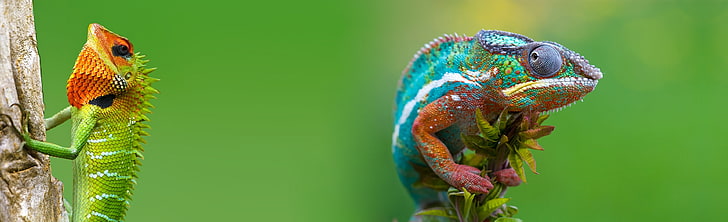 自然のHD壁紙、2つの緑と青のカメレオン、動物、爬虫類、カエル、カラフル、カメレオン、トカゲ、Photoshoped by Nature、 HDデスクトップの壁紙