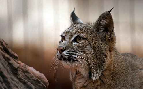 alam, lynx, kucing besar, Wallpaper HD HD wallpaper