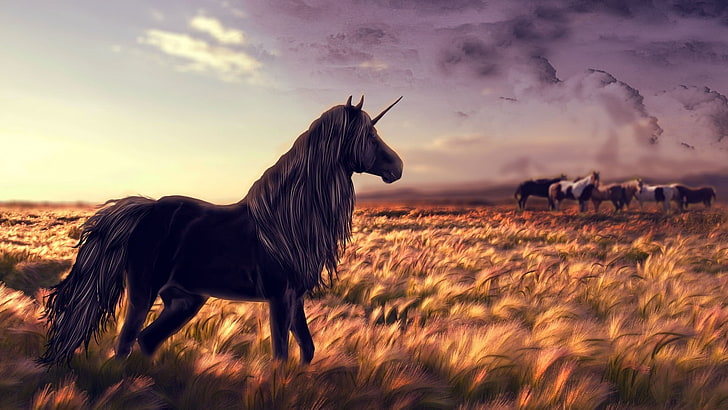 unicornios caballo negro, Fondo de pantalla HD | Wallpaperbetter