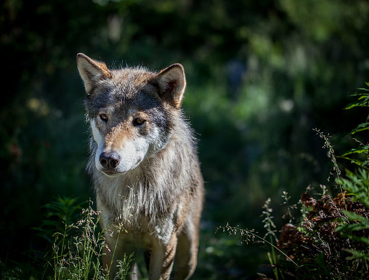 gray wolf on focus photo, eurasian wolf, eurasian wolf, Eurasian Wolf, focus, photo, canis lupus lupus, male, wolf, carnivore, animal, nature, mammal, dog, wildlife, canine, animals In The Wild, forest, gray Wolf, fur, purebred Dog, HD wallpaper