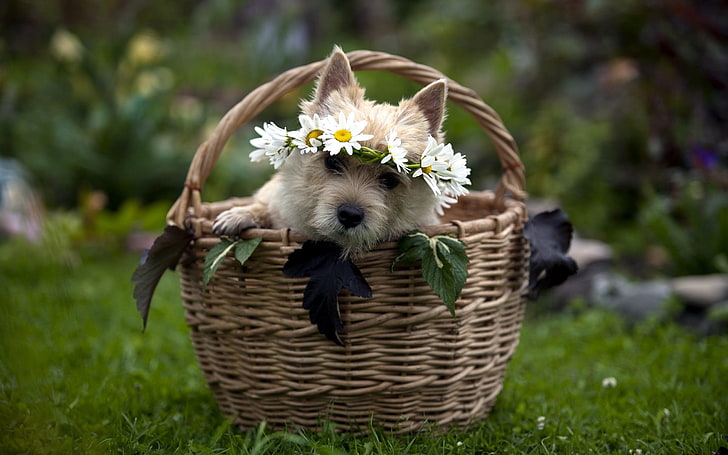 medium-coated white puppy, dog, muzzle, basket, sit, wreath, grass, flowers, HD wallpaper