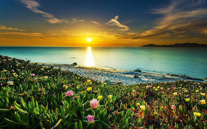 ดอกไม้กลีบดอกสีชมพูทิวทัศน์ธรรมชาติชายหาดพระอาทิตย์ตกเมฆทะเลท้องฟ้าดอกไม้น้ำสีสันชายฝั่งสงบแสงแดด, วอลล์เปเปอร์ HD
