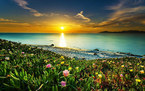 розово оцветено цвете, пейзаж, природа, плаж, залез, облаци, море, небе, цветя, вода, цветен, крайбрежие, спокойствие, слънчева светлина, HD тапет HD wallpaper