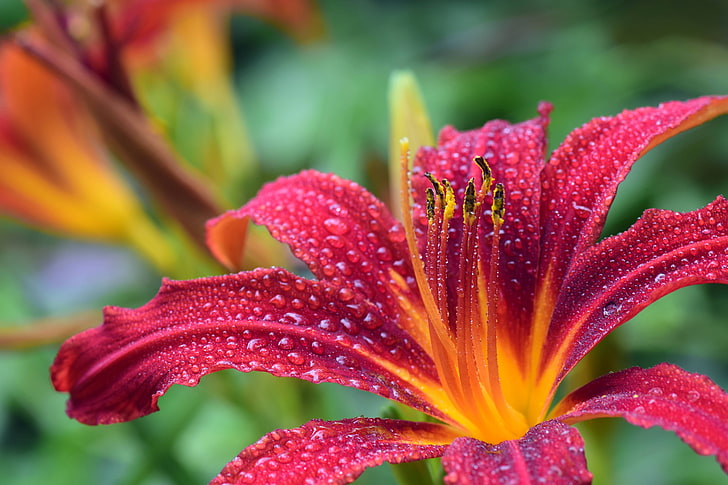 lily, wet, red, bloom, drip, daylily, moist, blossom, HD wallpaper