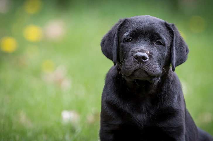 black labrador puppy, look, portrait, dog, puppy, Labrador Retriever, HD wallpaper