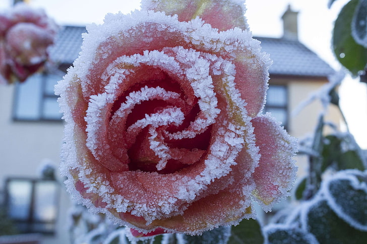 cold, floral, flower, frost, frozen, nature, petal, pink, red, romance, rose, sweet, white, HD wallpaper