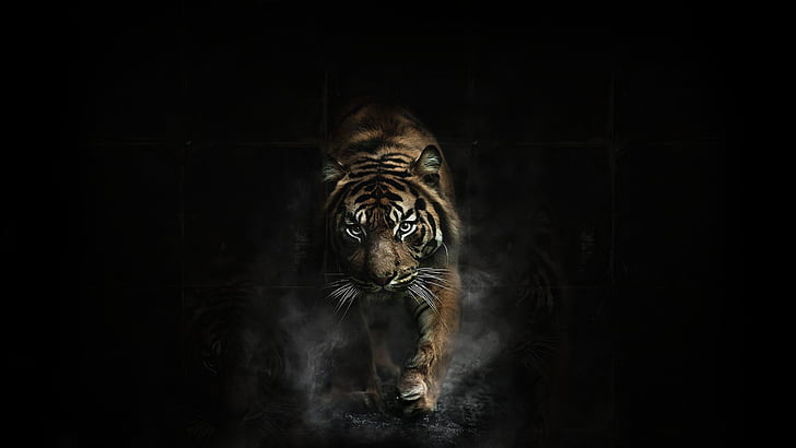 tigre, tigres, Fond d'écran HD