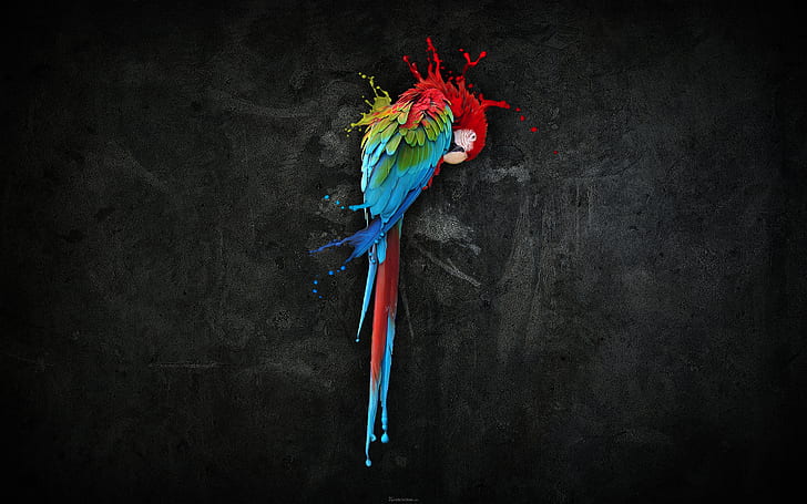 Pretty Parrot Splash HD, blå, grön och röd scharlakansröd macaw tapet, kreativ, grafik, kreativ och grafik, vacker, splash, papegoja, HD tapet