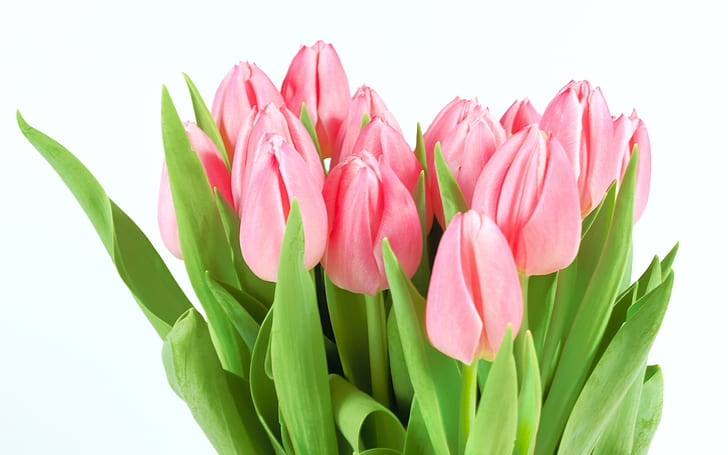 Tulipani rosa, tulipani, rosa, Sfondo HD