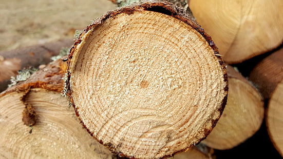 جذوع الأشجار ، المنشرة ، المنشورة ، الخشب ، صناعة الأخشاب، خلفية HD HD wallpaper