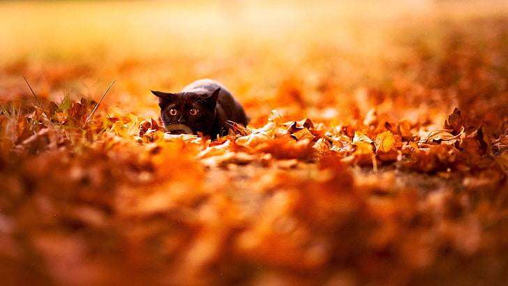 black cat, feline, depth of field, cat, nature, leaves, fall, animals, black cats, HD wallpaper