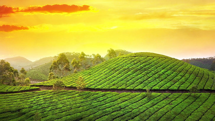 Teegarten, grün, Feld, Himmel, Tee, Landwirtschaft, Hügel, Garten, Blatt, Morgen, Bergstation, Sonnenlicht, Plantage, Kerala, Indien, Asien, HD-Hintergrundbild