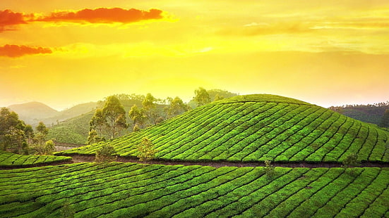 tea garden, green, field, sky, tea, agriculture, hill, garden, leaf, morning, hill station, sunlight, plantation, kerala, india, asia, HD wallpaper HD wallpaper