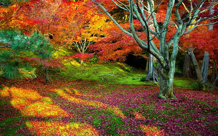 пейзаж, природа, осень, опавшие листья, красные листья, мертвые деревья, HD обои