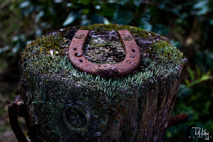 brown steel horseshoe, tree stump, lichen, wood, macro, depth of field, nature, rust, horseshoes, Taking Design, HD wallpaper