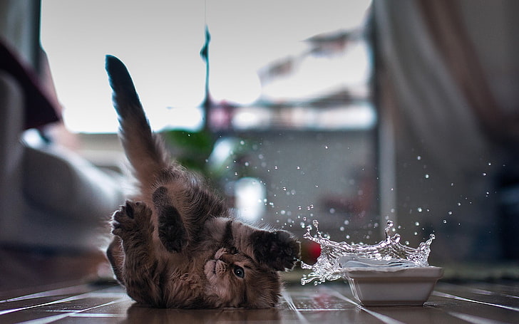 brown kitten, cat, Ben Torode, splashes, water, animals, HD wallpaper