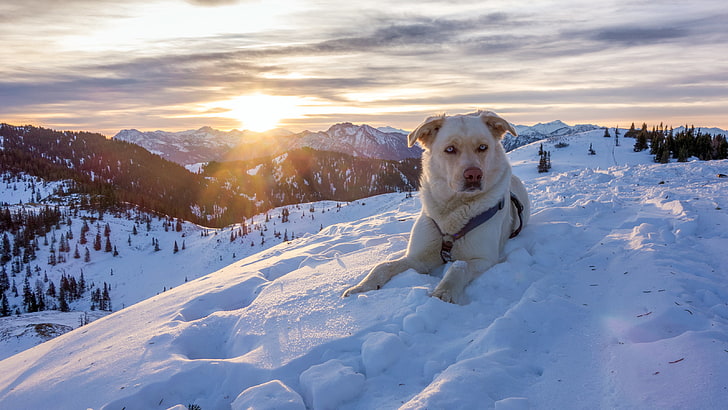 orta kısa kaplamalı sarı köpek, köpek, dağlar, kar, gökyüzü, cankurtaran, HD masaüstü duvar kağıdı